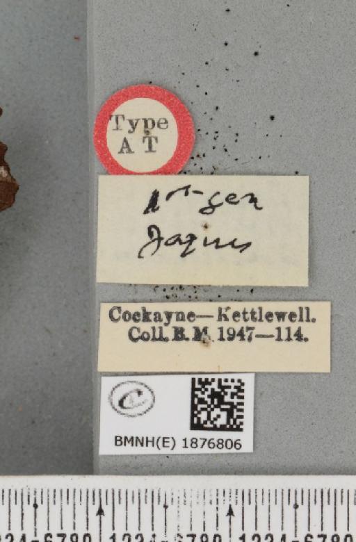 Selenia tetralunaria ab. nigrescens Cockayne, 1949 - BMNHE_1876806_a_label_449033