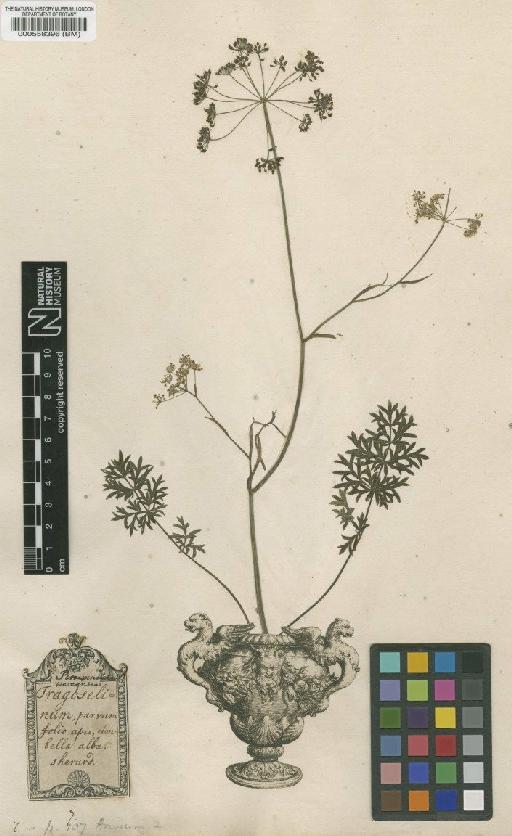 Pimpinella peregrina L. - BM000558396