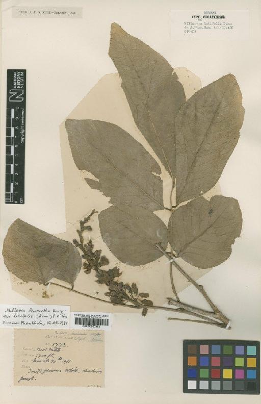 Millettia latifolia Dunn - BM000997284