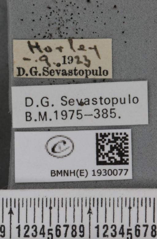 Cabera exanthemata (Scopoli, 1763) - BMNHE_1930077_label_495490