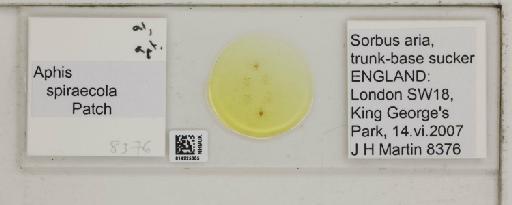 Aphis (Medoralis) spiraecola Patch, 1914 - 014225305_112525_1093088_835815_NoStatus
