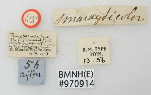 Chrysis smaragdicolor Walker, 1868 - Chrysis_smaragdicolor-BMNH(E)#970914_type-labels