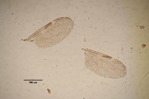 Culicoides kotonkan Boorman & Dipeolu, 1979 - Culicoides_kotonkan-1633275-wing