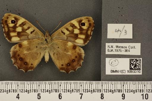 Pararge aegeria tircis ab. minima Pionneau, 1930 - BMNHE_1093310_4094