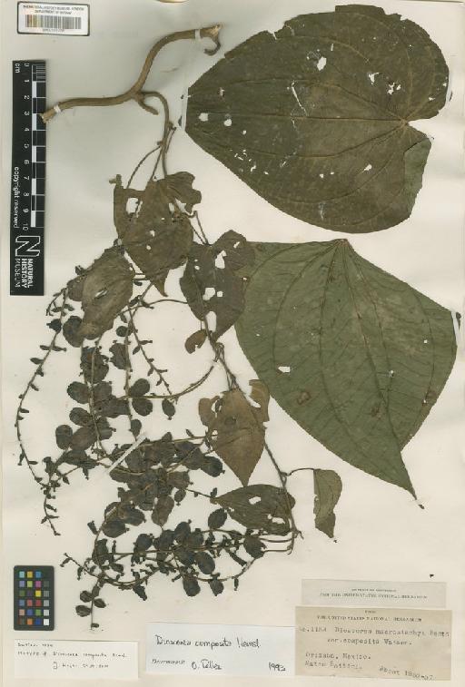 Dioscorea composita Hemsl. - BM001191051