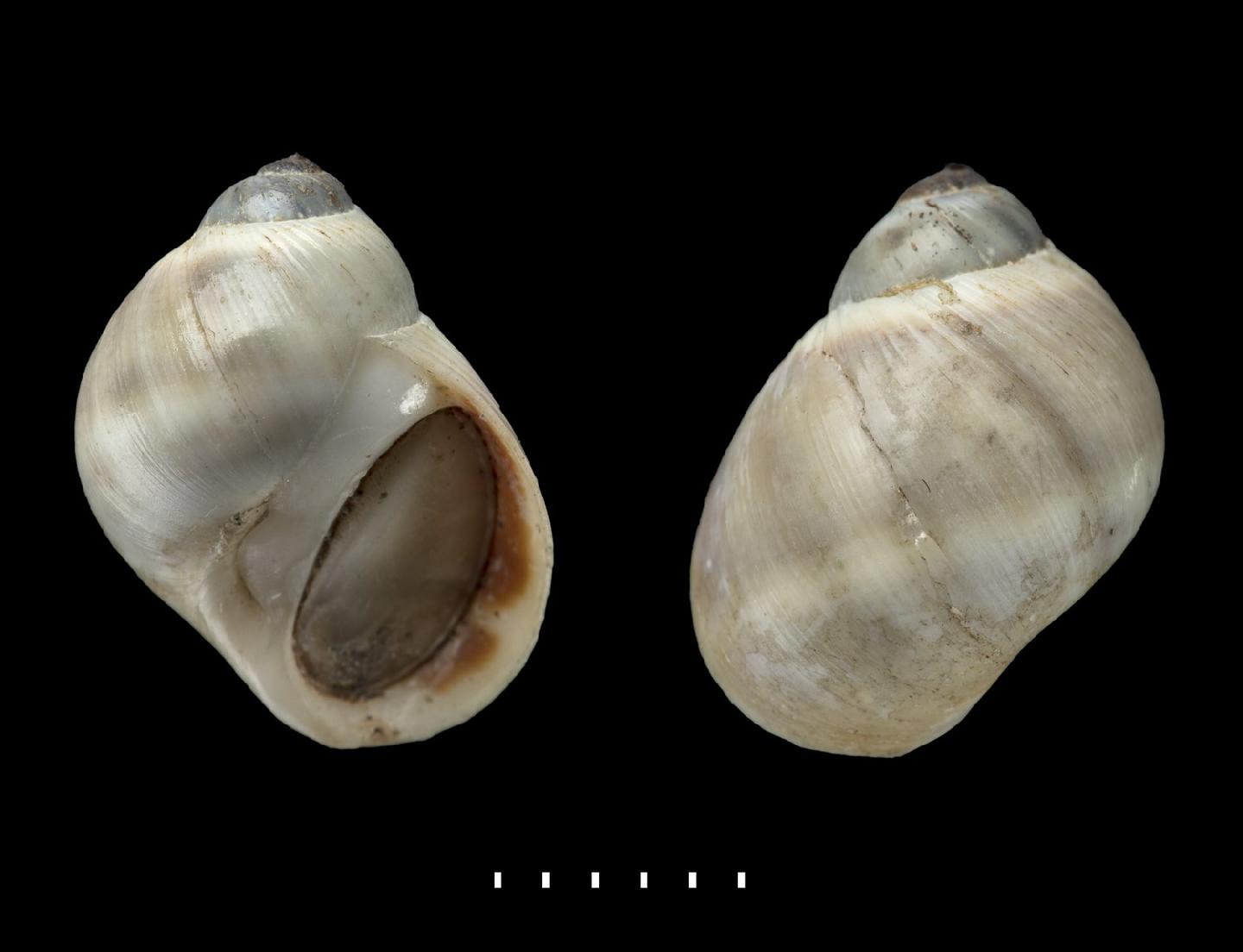 To NHMUK collection (Natica balteata G. B. Sowerby III, 1914; HOLOTYPE; NHMUK:ecatalogue:5550676)