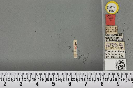 Phytomyza araciocecis Hering, 1958 - BMNHE_1488961_53320