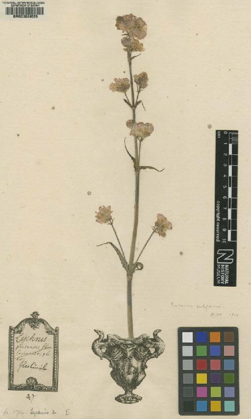 Lychnis flos-cuculi L. - BM000628555