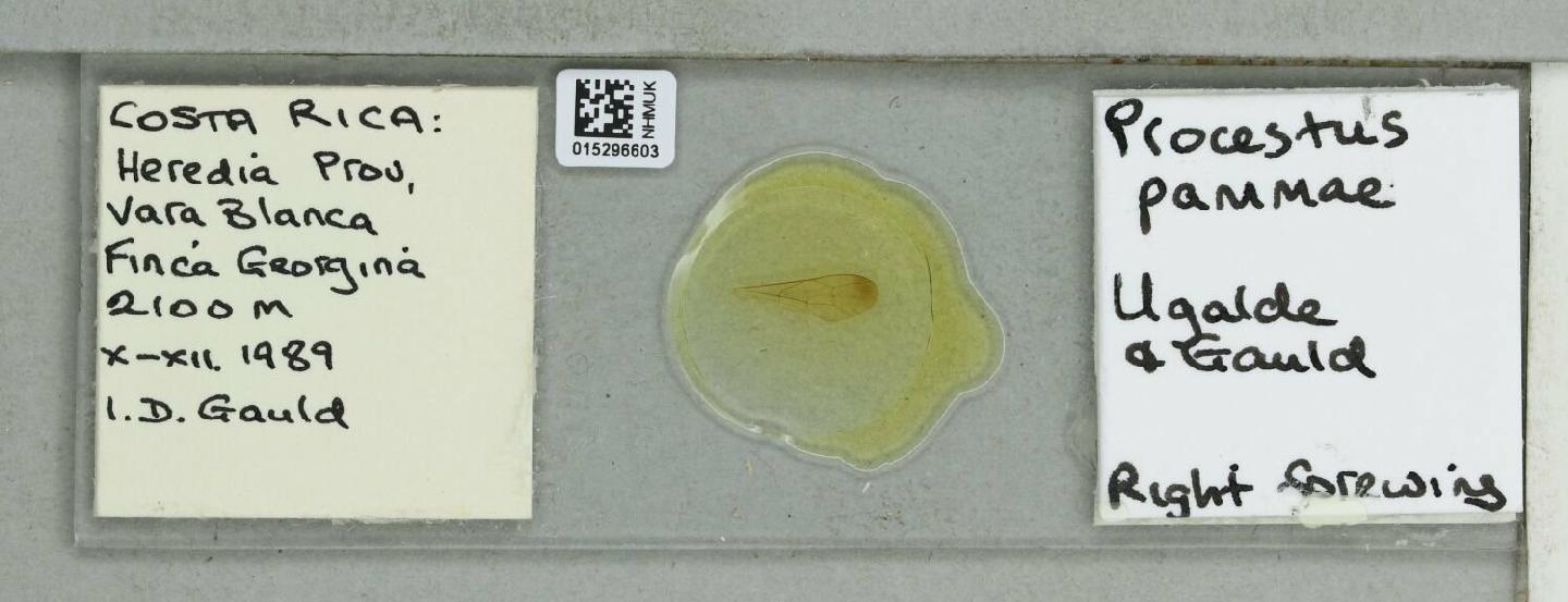 Procestus pammae