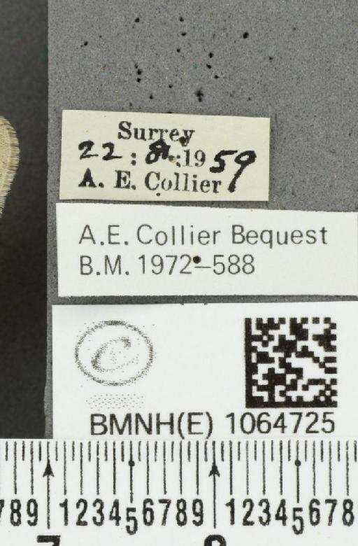 Coenonympha pamphilus ab. antiparvipuncta Leeds, 1950 - BMNHE_1064725_label_25930