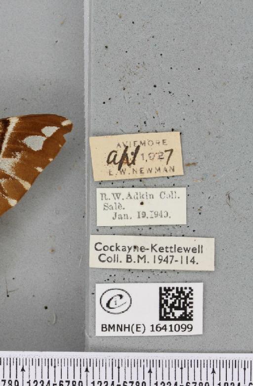 Endromis versicolora (Linnaeus, 1758) - BMNHE_1641099_label_202890