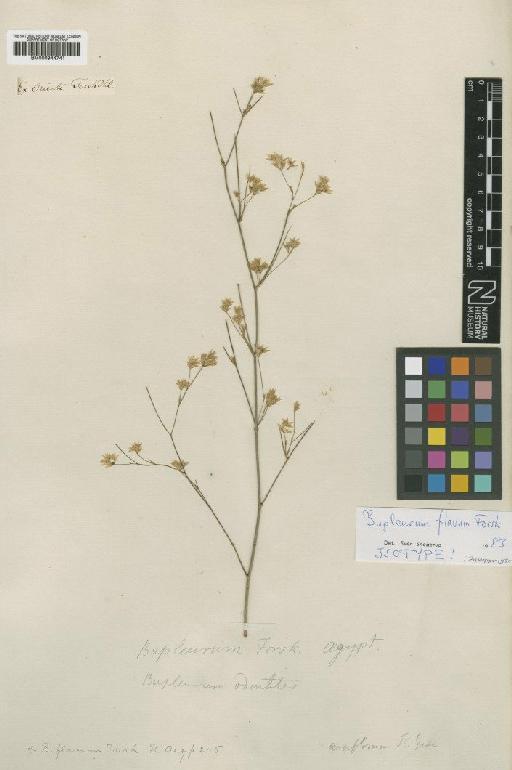 Bupleurum flavum Forssk. - BM000944741