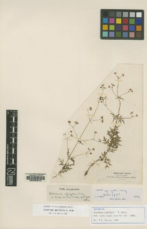 Valeriana apiifolia Gray - BM000645407