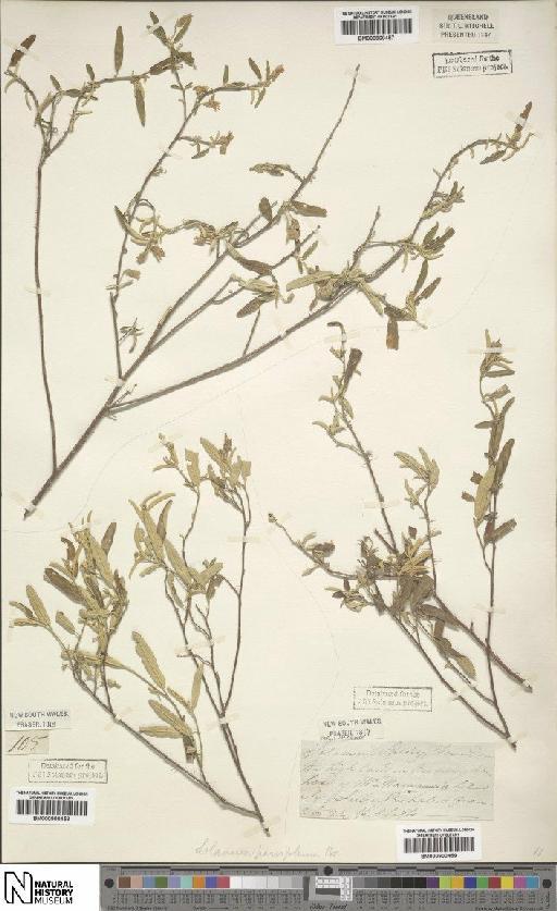 Solanum parvifolium R.Br. - BM000900458