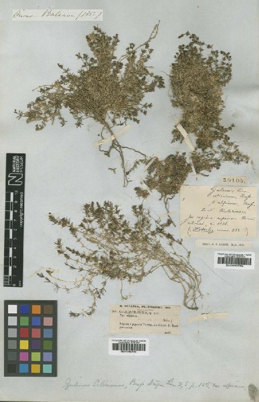 Galium cilicicum Boiss. - BM000945661