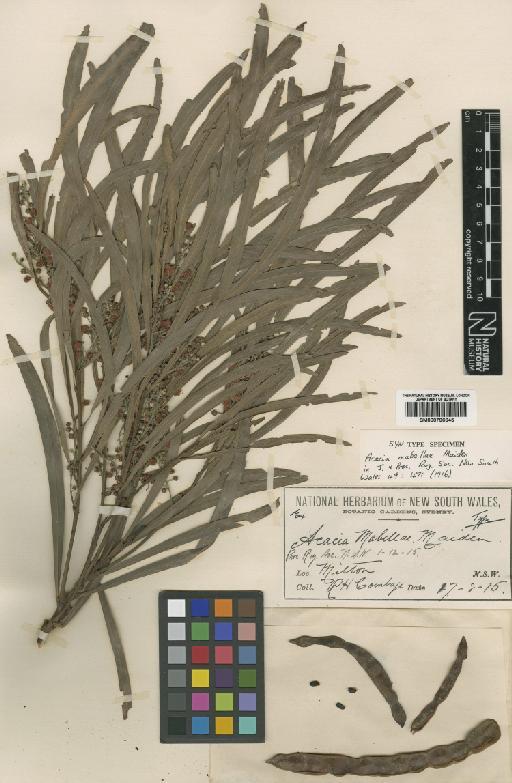 Acacia mabellae Maiden - BM000796645