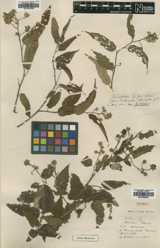 Rubus swinhoei Hance - BM000884784