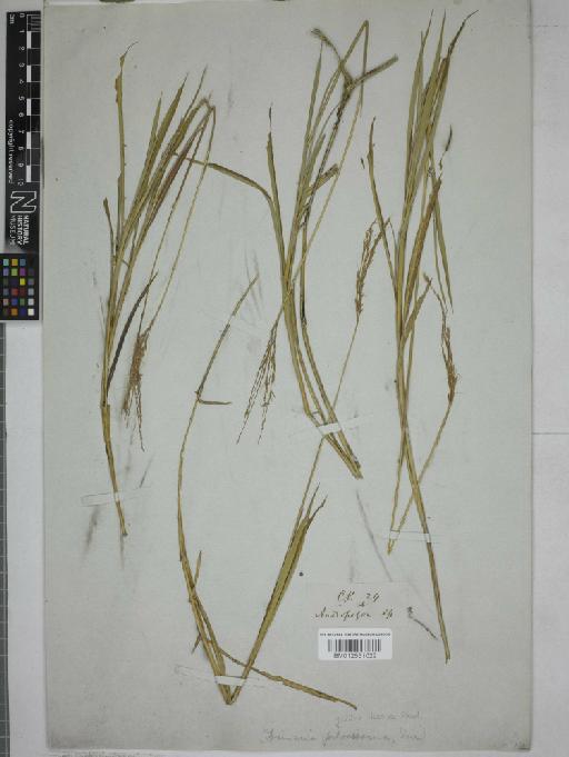 Dimeria gracilis Nees ex Steud. - 012551022