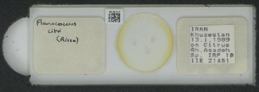 Planococcus citri Risso, 1813 - 010139128_117334_1101300
