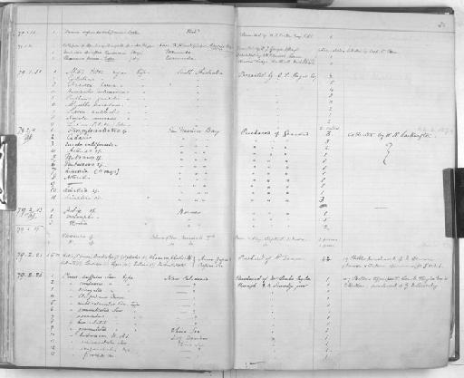 Buccinulus intermedius Angas, 1878 - Zoology Accessions Register: Mollusca: 1877 - 1883: page 59