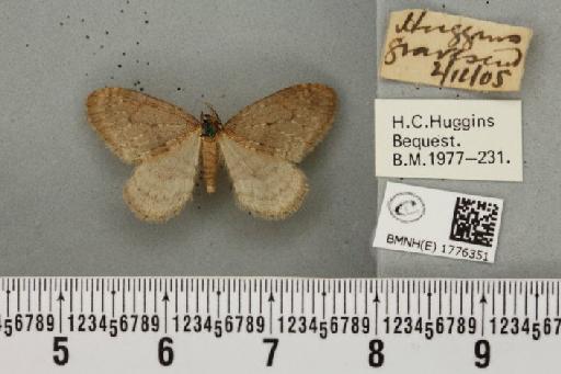 Operophtera brumata (Linnaeus, 1758) - BMNHE_1776351_358599