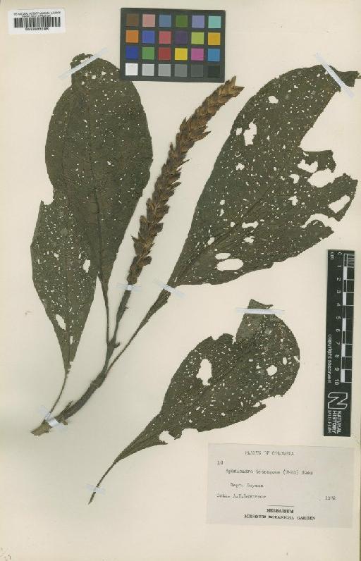 Aphelandra chaponensis Leonard - BM000992496