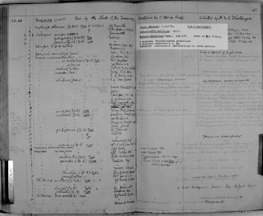 Artemisia longinaris (Spence Bate) - Zoology Accessions Register: Crustacea: 1876 - 1905: page 101