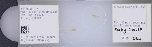 Chaetorellia conjuncta (Becker, 1912) - BMNHE_1503048_58324