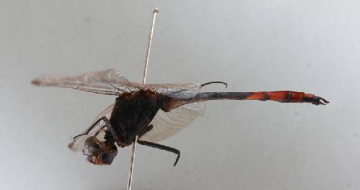 Nesciothemis fitzgeraldi Pinhey, 1956 - 011248590_Nesciothemis_fitzgeraldi_T_lateral