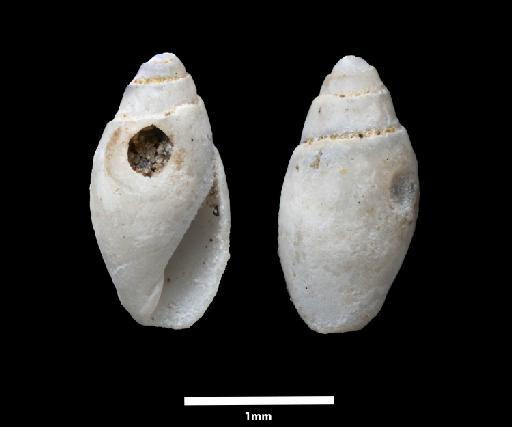 Marginella sulcata d'Orbigny, 1842 - 1854.10.4.314_A