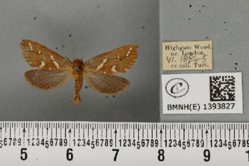 Phymatopus hecta (Linnaeus, 1758) - BMNHE_1393827_186853