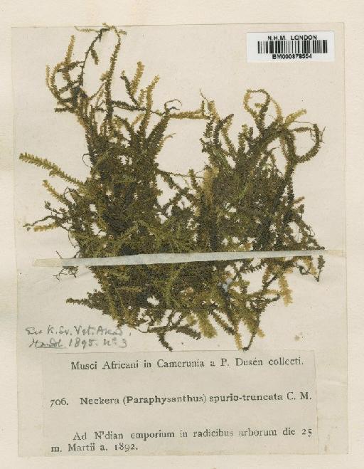 Neckeropsis spurio-truncata (Müll.Hal. ex Dusén) M.Fleisch. - BM000878554