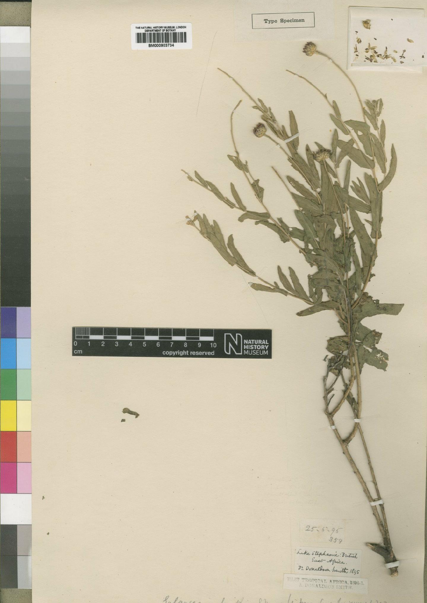 To NHMUK collection (Erlangea smithii Moore; Type; NHMUK:ecatalogue:4528740)