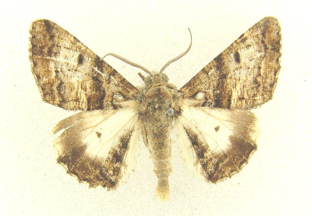 Gastrinodes argoplaca