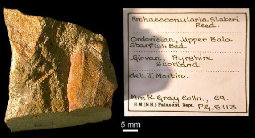 Archaeoconularia slateri - CL 39. Archaeoconularia slateri (specimen + label)