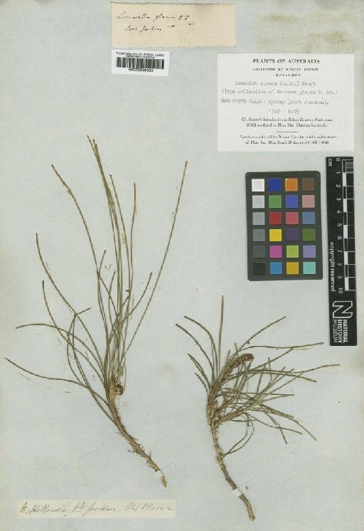 Lomandra glauca (R.Br.) Ewart - BM000939333