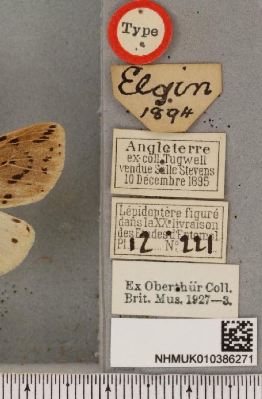 Spilosoma lubricipeda (Linnaeus, 1758) - NHMUK_010386271_label_507950