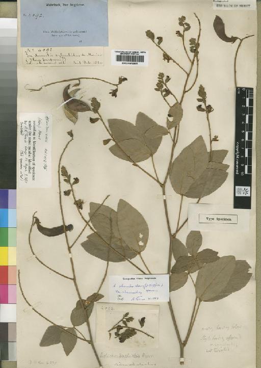 Adenodolichos rhomboideus subsp. rhomboideus - BM000842561
