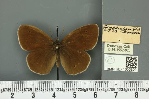 Aphantopus hyperantus ab. pseudohyperantus Strand, 1919 - BMNHE_1038204_28359