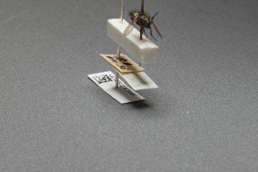 Sarcophaga (Myorhina) nigriventris Meigen, 1826 - 015091781_additional_4