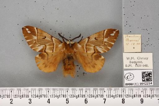 Endromis versicolora (Linnaeus, 1758) - BMNHE_1642214_240177