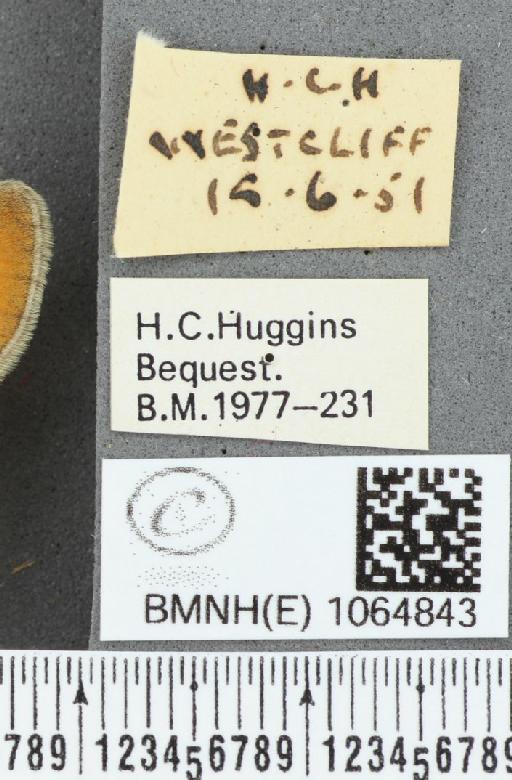 Coenonympha pamphilus (Linnaeus, 1758) - BMNHE_1064843_label_26108