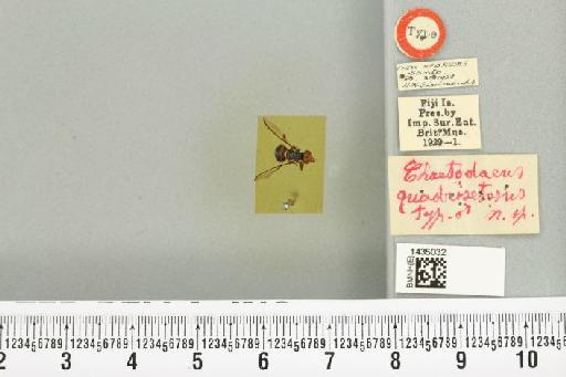 Bactrocera (Bactrocera) quadrisetosa (Bezzi, 1928) - BMNHE_1435032_28491