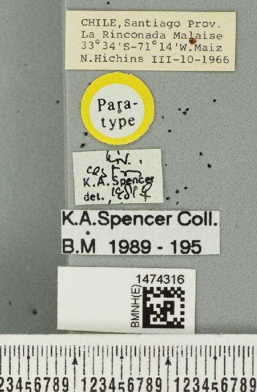 Liriomyza cestri Spencer, 1982 - BMNHE_1474316_label_49579