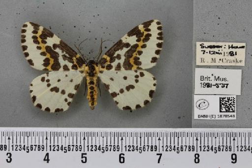 Abraxas grossulariata (Linnaeus, 1758) - BMNHE_1878548_437588