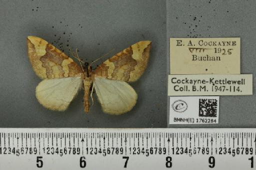 Eulithis populata (Linnaeus, 1758) - BMNHE_1762284_343786