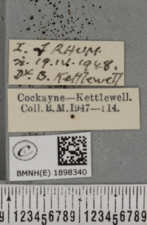 Lycia zonaria atlantica (Harrison, 1938) - BMNHE_1898340_label_491212