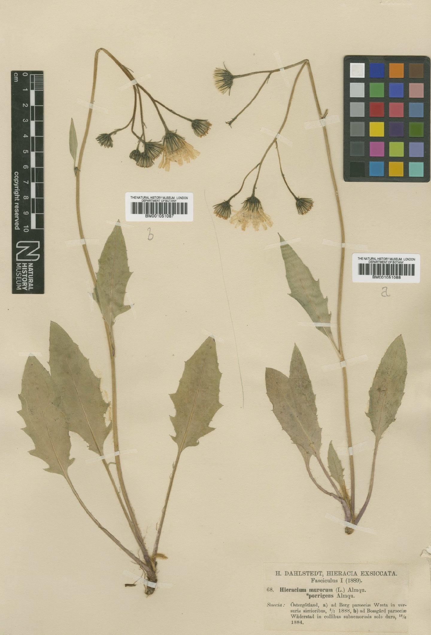 To NHMUK collection (Hieracium caesium subsp. porrigens (Almq.) Zahn; TYPE; NHMUK:ecatalogue:2421276)
