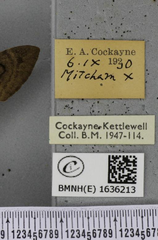 Macroglossum stellatarum (Linnaeus, 1758) - BMNHE_1636213_label_205929