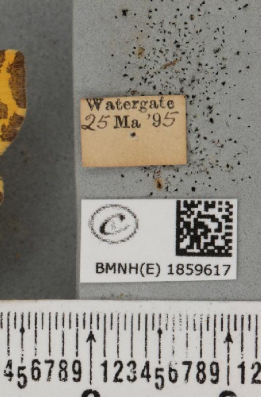 Pseudopanthera macularia (Linnaeus, 1758) - BMNHE_1859617_label_429910